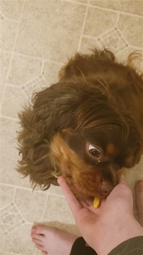 Reece's Shells and Cheese Review