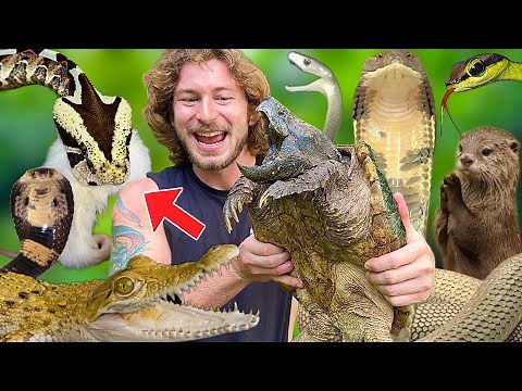 Feeding VENOMOUS Snakes & Crocodiles!