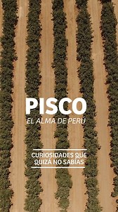 ¿Sabías que el Pisco nació en Perú, en un pequeño pueblo de pescadores llamado Pisco? 🍇☀️ Esta bebida, llena de historia y tradición, se produce desde hace más de 400 años bajo el sol de Ica. Cada sorbo guarda un pedazo de nuestra cultura. ¿Y tú, ya lo has probado? #Perú #PerúTravel #PerúWow #Pisco | Visit Peru