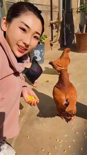 King Size Fancy Kabootar Collection 🕊️ | Beautiful Pigeons #fancykabootar #pigeonlovers #pigeon