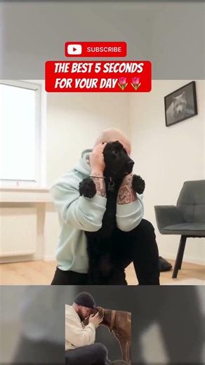 #chiropractic #duet #pistenbully #dog #americanbully #amnewbutnottheleast #hund #funny #asmr #puppy