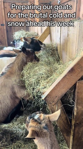 Winter Preparation for Goats: Keeping Them Warm and Happy