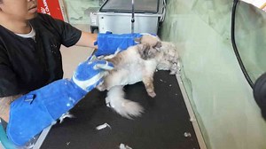 Luna the aggressive cat vs. groomer