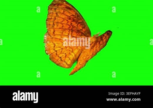 Orange Butterfly Flapping Wings on Green Screen Background Stock Video Footage - Alamy
