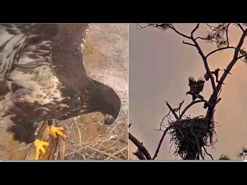 SWFL Eagles ~E26 HOVERS & LANDS ON ATTIC 4 TIMES PERFECTING FLIGHT SKILLS! M15 Delivers 🐍 EEL 3.4.26