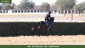 Each day getting stronger! 💪 Our soon-to-be Bob Baffert trainee continues to add on weight, become stronger, and is progressing in the right direction while at Wavertree Stables in Ocala, Florida. The daughter of Constitution is just $78/share. Learn more. ⬇️ https://pulse.ly/5yxixitjvf [myracehorse.com/disclaimer](myracehorse.com/disclaimer "/linkBuilder_4j6icO4vrqazrzv4DpVJPF") | MyRacehorse