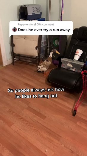 Understanding the Behavior of a Clingy Duck