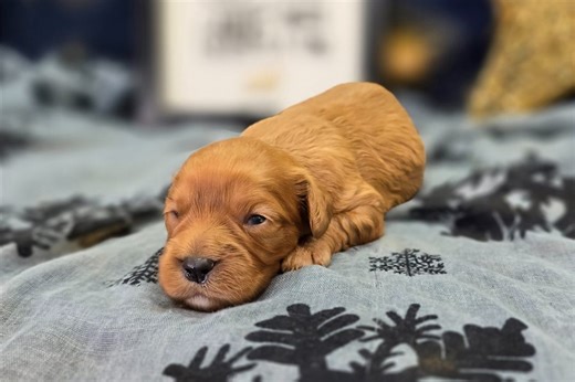 Peaches - Cavapoo Puppy 5A30C6