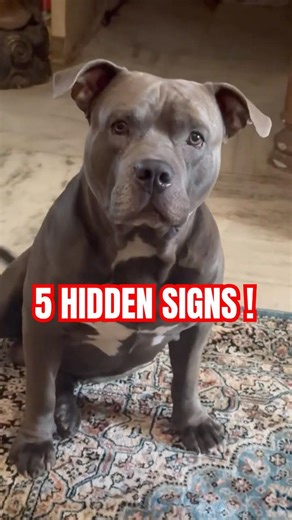 5 Clear Signs Your Dog Loves You 🐶| Dog Body Language Explained | #pets #dog #shorts #youtubeshorts