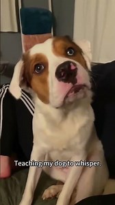 Dogs being idiots part 278 😂| Funny dogs compilation #funnydog #funnypet #cutedog #dog #dogsworld