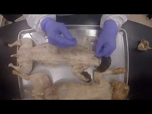 Back Muscle ID & Dissection Cat Unique Muscles & Dissection Skills Exam Questions 1 Thurs Lab