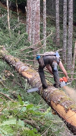 First day on the job... 😶 | Timber Falling Couple