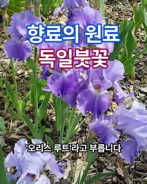 향료의 원료, 독일붓꽃[Iris germanica]
