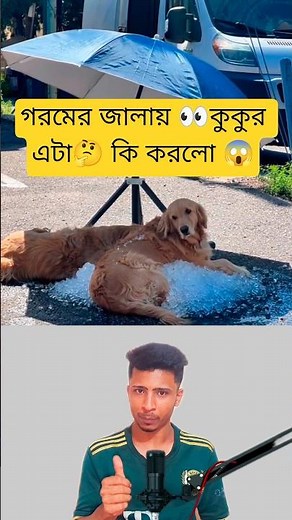 Dog's Strange Behavior During Heat