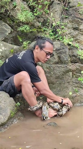 Man vs Python: A Heart-Stopping Encounter! 🐍Đối đầu trăn khủng: Khoảnh khắc nghẹt thở!