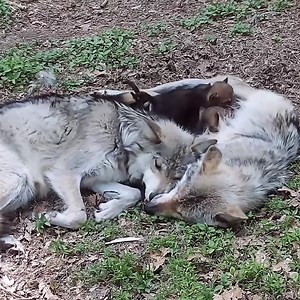 1.2M views · 62K reactions | Essential. Endangered. Extremely loving ❤️ #SaveTheLobo #LoboWeek | Wolf Conservation Center | Facebook