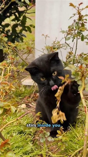 The Meaning Behind Seeing a Black Cat