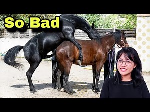 🐴 Horse Mating Process: Natural Horse Breeding Explained (Educational) 🐎