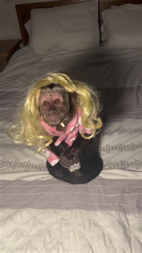 He’s a diva 👱‍♀️ 💝 #fyp #animallovers #dexthemonkey #monkey #viral | monkey