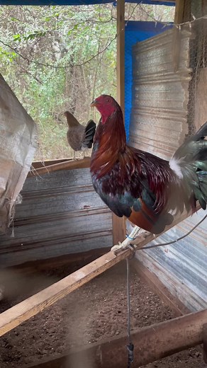 Jamie Weaver on TikTok