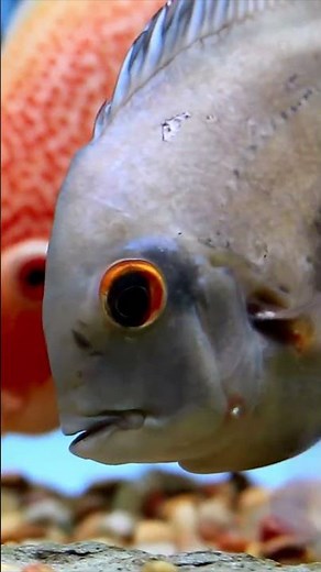 Beautiful severum cichlid fish Tank mates