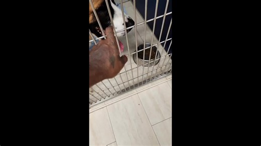 #Friday #SAH #seileranimalhospital #dogs #cats #ftlauderdale #veterinarian #veterinarymedicine #vetmed #vettech #boopboopboop #boopthesnoot