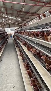 18K views · 582 reactions | Want to start running an egg layer chicken farm now? LIVI Machinery supply quality layer cage system for your chicken farm. Provide one-to-one customization sulutions and chicken house design plan for your farm. Provide 3-year warranty for the layer cage system. WhatsApp: +86 155 3717 9350 | LIVI poultry farming equipment | Facebook