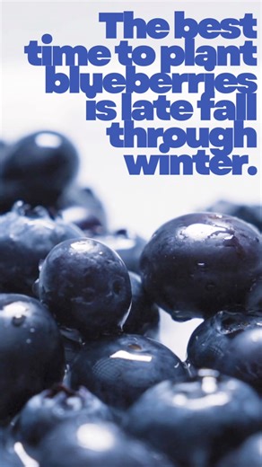 14 reactions | The Best Time to Plant Blueberries is Now! Did you...