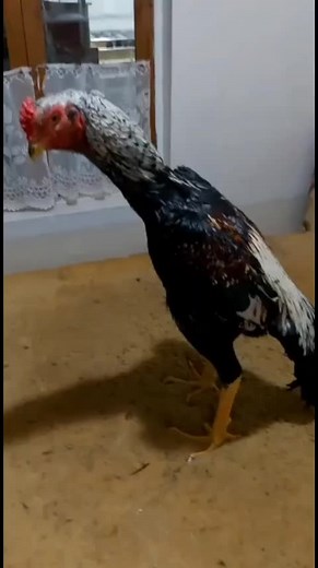Rooster Behavior: Insights on Pecking and Walking
