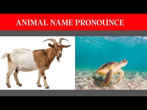 Animals Names with video | Animal name pronounce | animals for children 2025