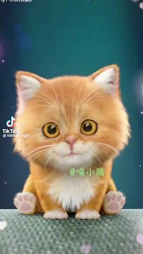 baby shark cat version 😅