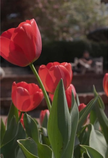 Spring is calling, and Cabarrus County, NC has your ultimate getaway! 🏎️🚴‍♂️⚾🌳 From high-speed thrills at @NHRA Four-Wide & the Coca-Cola 600 at @CLT Motor Speedway to outdoor adventures on The Carolina Thread Trail and Harrisburg Park to fresh finds at Midland Farms, and cheering on the @Kannapolis Cannonballers, there’s something for everyone. Start planning your spring escape now with Explore Cabarrus. #ExploreCabarrus | #SpringGetaway | #CabarrusCounty | #NorthCarolina