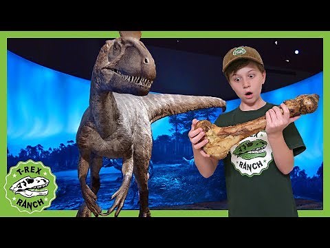 Dinosaur mystery bone & T-Rex showdown! Antarctic Dinosaurs for kids & new fossils at museum