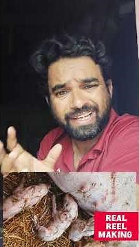 We Count All The Piglets From Our New pig Delivery