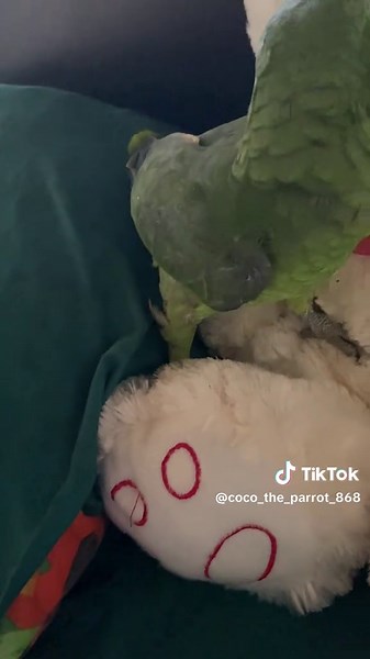 Another day in the life of Coco P.S. Coco is taking my stuff #cocotheparrot #trinidad #triniparrot