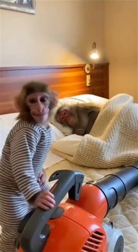 Baby Monkey uses the Leaf Blower to Wake Up Sleeping Mom 😂 #shorts #funny #animals #trending #prank