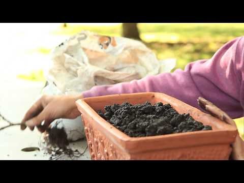 How to Plant Geraniums in Window Boxes : Geranium Gardening