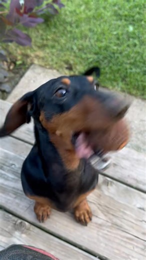 Reunited with his chuckit ball!#chuckitball #dachshundsoftik... #chuckit | Paul Hanson