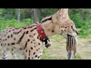 Serval vs a chipmunk