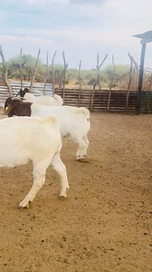 This young boys are super nice we have 25 of them and they are of top quality next week are selling some of them. | RoseMo BoerGoat Farm