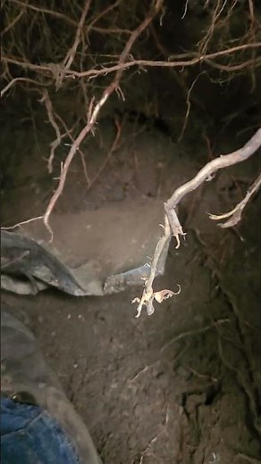 1890s quack medicine dug from an outhouse!#history #minnesota #old #archaeology