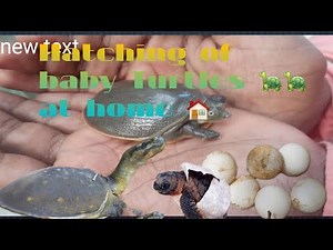 Hatching of Indian Flapshell turtle at Home ./বাড়িতে কচ্ছপের ডিম ফোটানো #turtle #indian #flapshell.