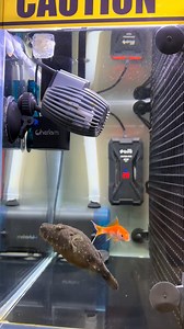 Frogfish Shows Perfect Hunting Skills #FrogfishAttack #PredatorInstincts #AquariumLife | YNP Media