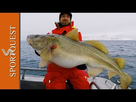 Skrei Cod Fishing in Nappstraumen, Norway with Nordic Sea Angling