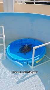 Eeyore is now adoptable!🐢 Eeyore came to us paralyzed in June. We are now happy to share that they are gaining weight, eating well, and foraging on their own! To adopt Eeyore and support their care at our Center, please visit our website: https://bit.ly/4hdfqwy #seaturtlehospital #seaturtle #lmc #junobeachfl #seaturtlerelease #loggerheadmarinelifecenter | Loggerhead Marinelife Center