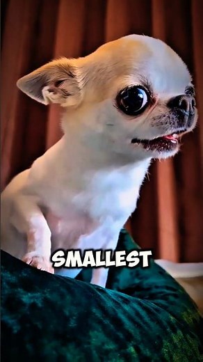 Top 5 Smallest Dog Breeds in the World 🐶 #animals #dog #shorts