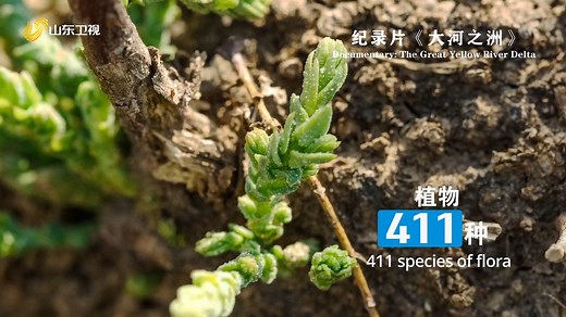 18K views · 27 reactions | The documentary 'Yellow River Delta' employs a visually stunning language infused with oriental aesthetics to showcase the unique charm and natural beauty of the Yellow River Delta. It delves into the logic behind the biodiversity of this land and presents panoramic stories of how endangered and protected birds such as Oriental storks, red-crowned cranes, and Saunders’s gulls thrive and inhabit the Great Delta. | China National Tourist Office in Singapore | Facebook