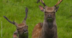 Fallow Deer stags shakes heads and stare at camera. Slow motion