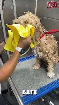 How to Groom a Cockapoo Like a Pro – Charlie’s Full Transformation! 🐾✨