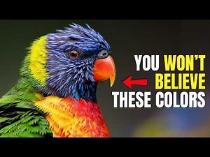 Revealed: Top 10 Most Beautiful Birds in the World [Visual Wonders You Must See!]